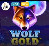 Wolf Gold at Lukki